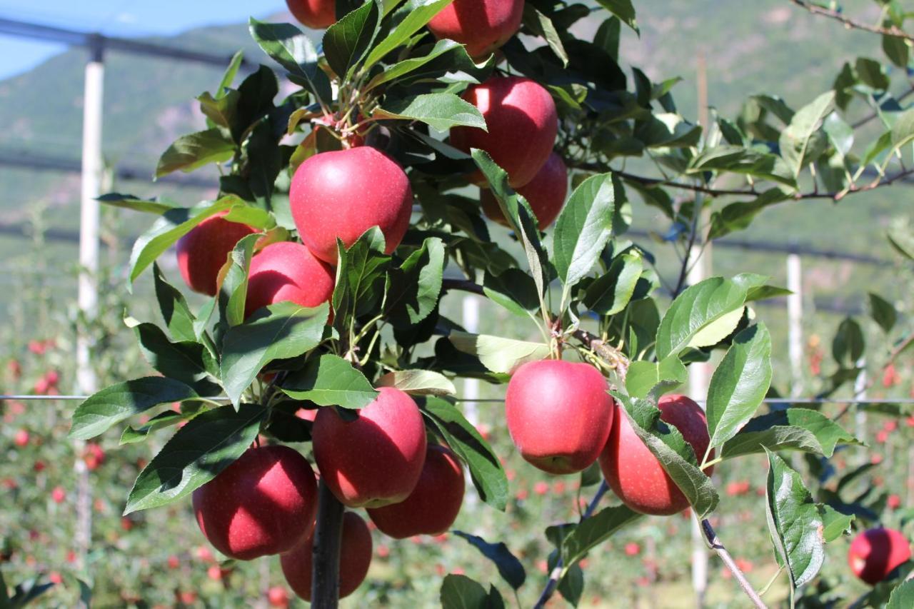 Gruberhof Bed & Breakfast Postal / Burgstall Dış mekan fotoğraf